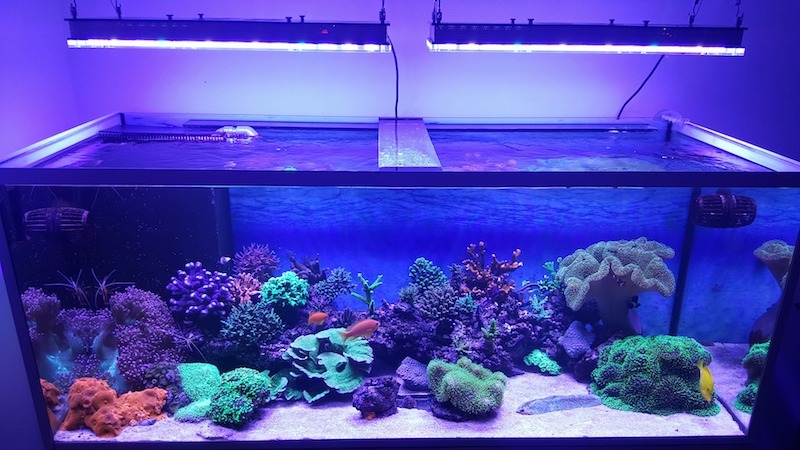 Lampu akuarium karang paling apik 2020