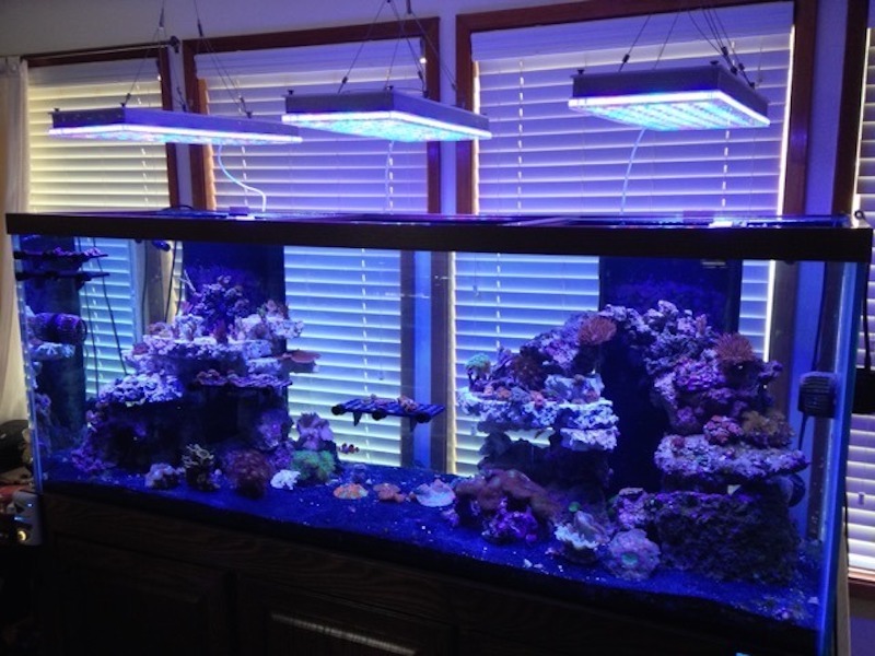 atlantik v4 best saltwater aquarium light