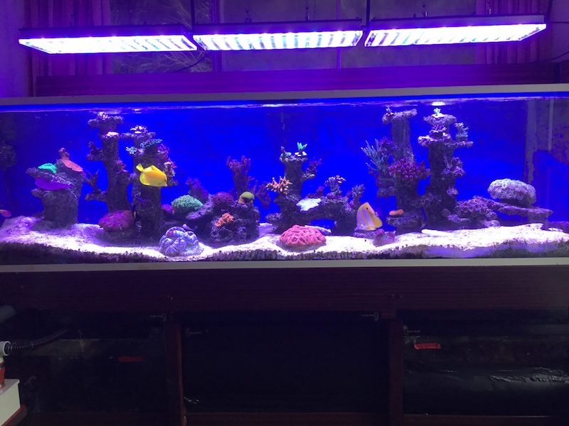 aquarium lighting for coral pop