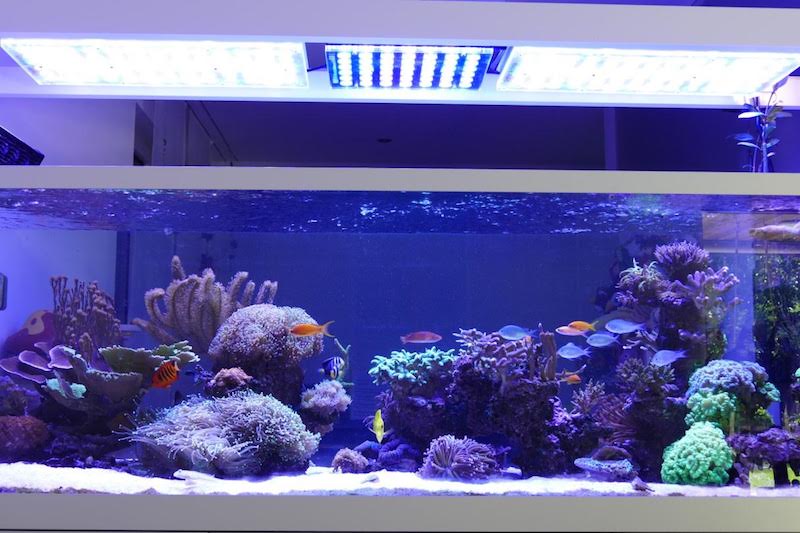 éclairage led pop corail