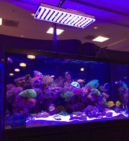 meilleur aquarium récifal LED 2020