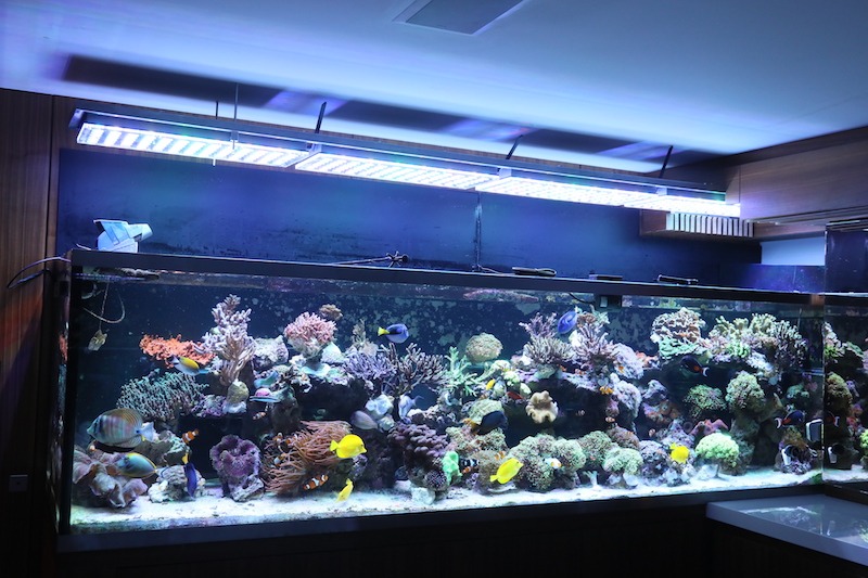 top led lights for colorful corals