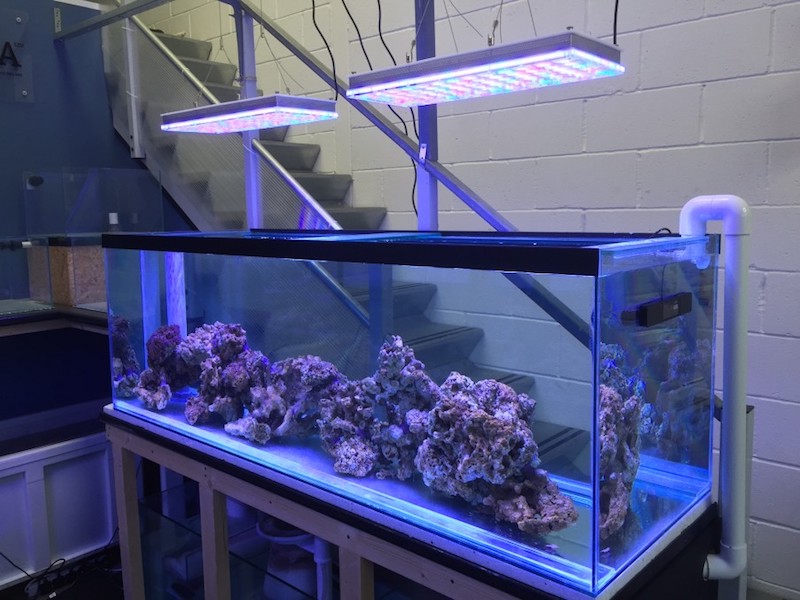 coral growth best light 2020