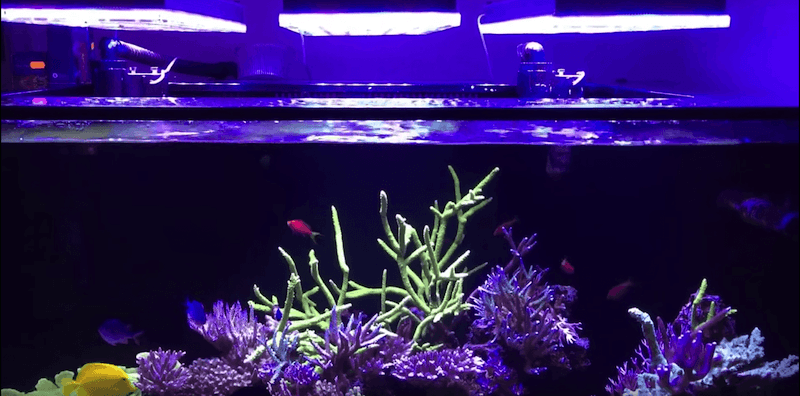 reef saltwater tank LEDs