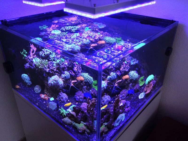 beautiful reef aquarium corals