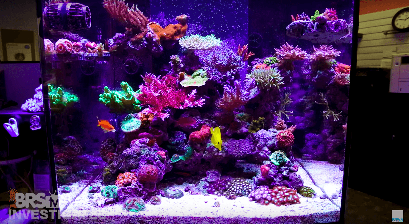 best reef corals tank led lighting