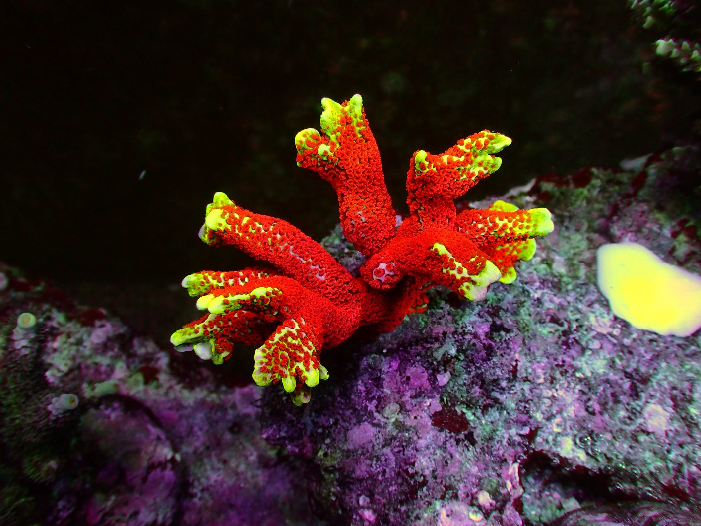top coral pop led-belysning