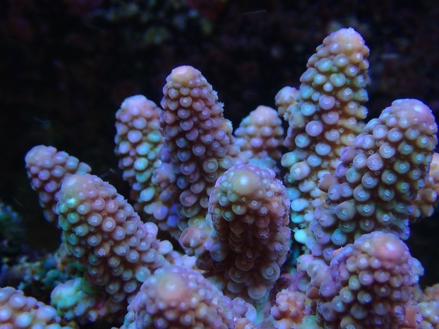 san hô bể san hô chiếu sáng