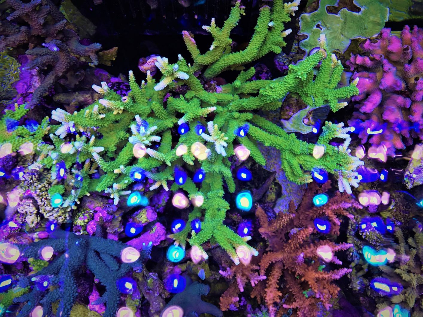 orphek LED освітлення акваріума