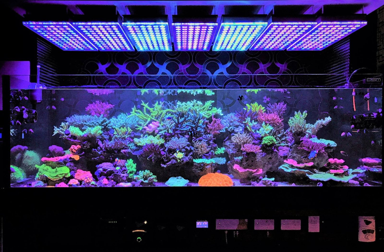 珊瑚礁水族館最好的LED