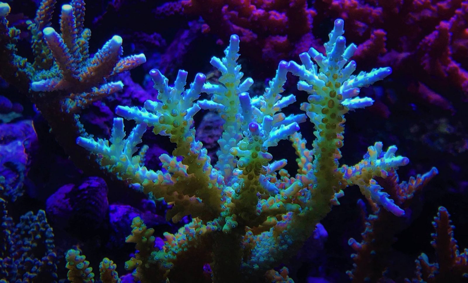beste koraal pop led-verlichting