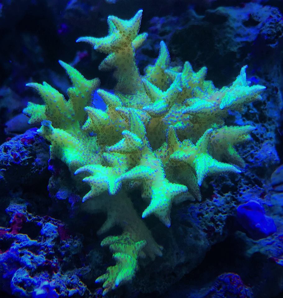 beautiful coral colors orphek