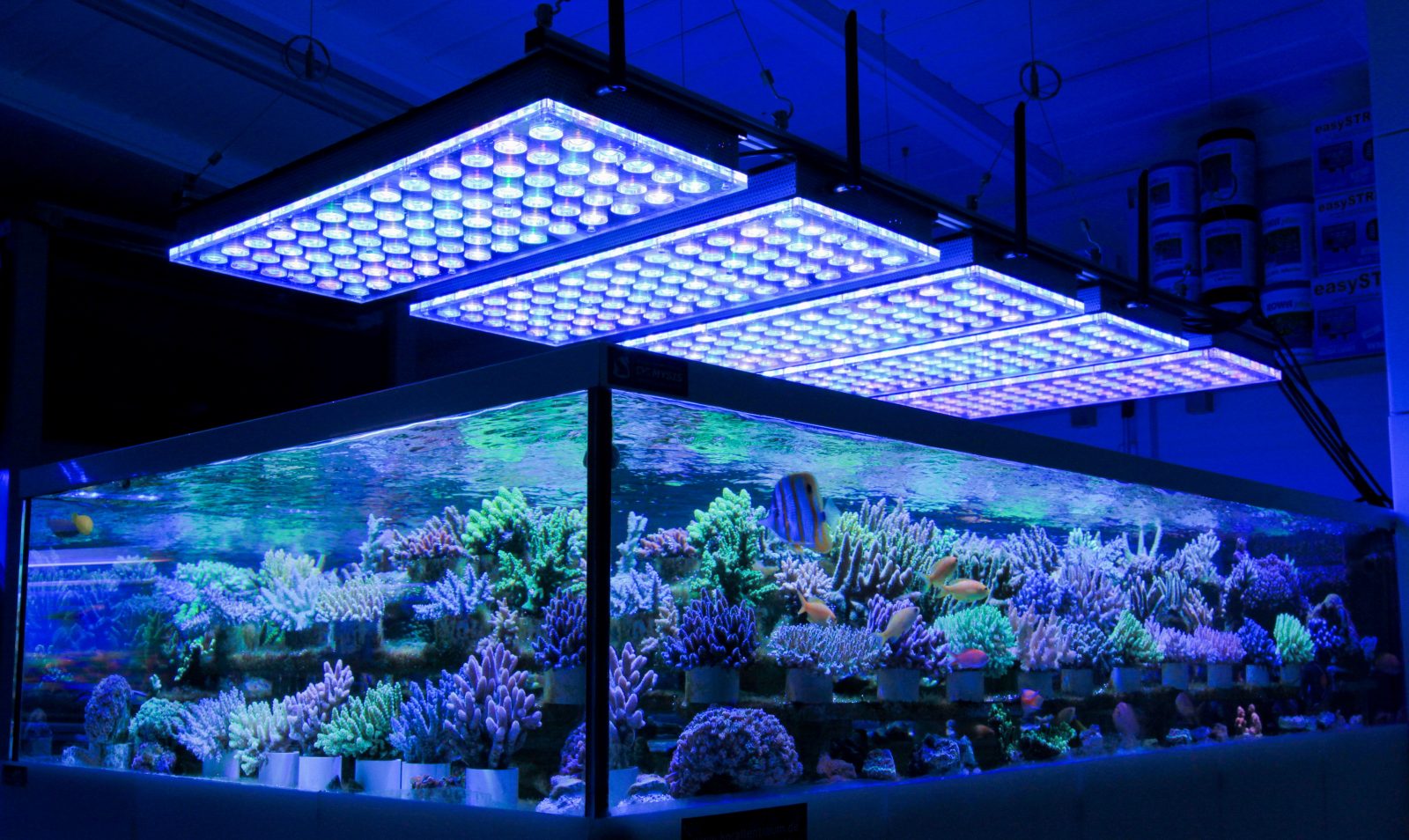 reef public tank lighting