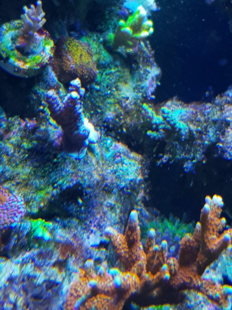 מיטב האלמוגים הטובים ביותר אטלנטיק v4