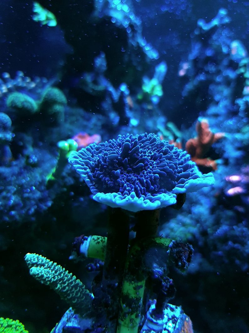 reef aquarium corals lights