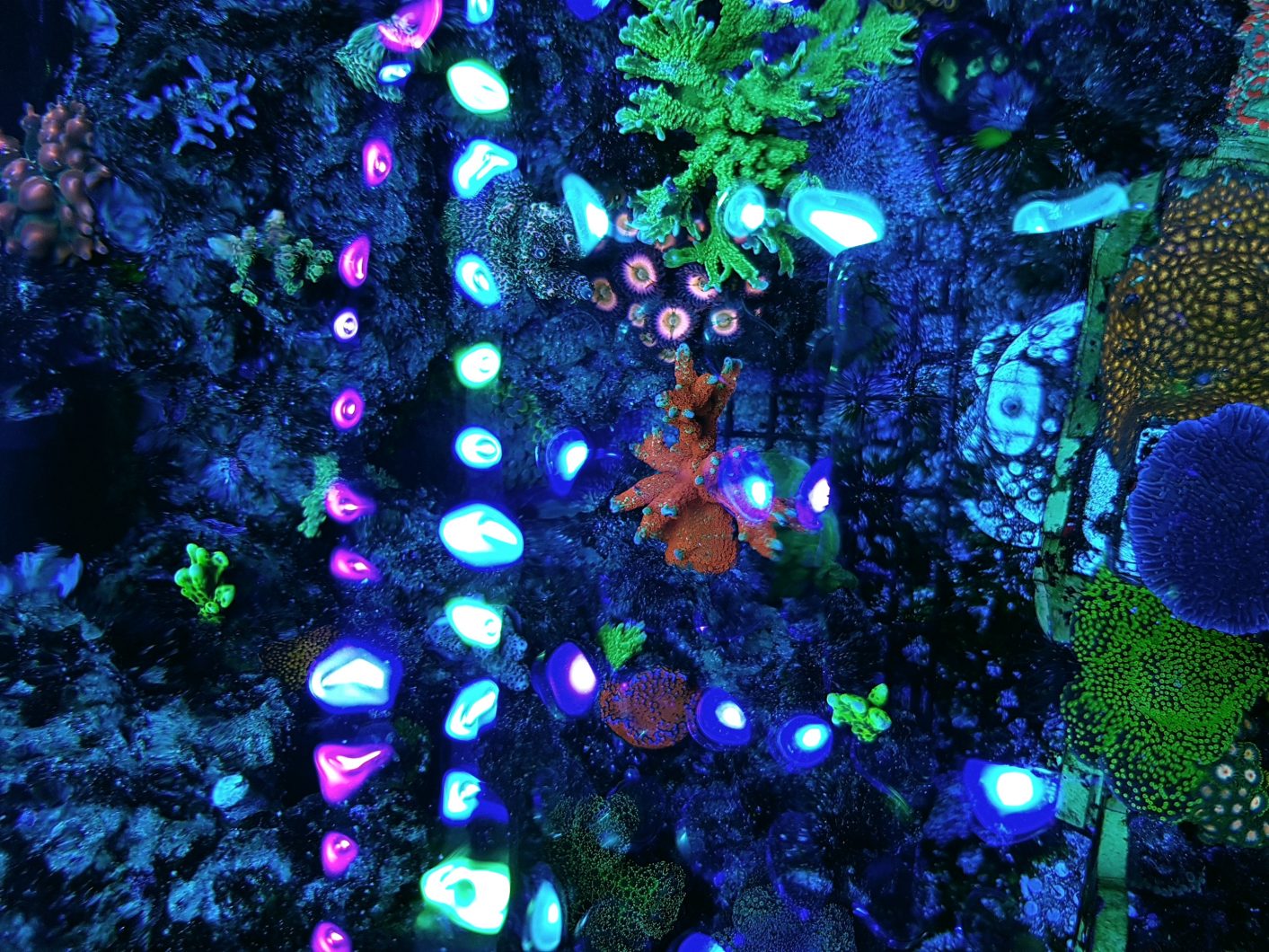 best LED strip for reef tank