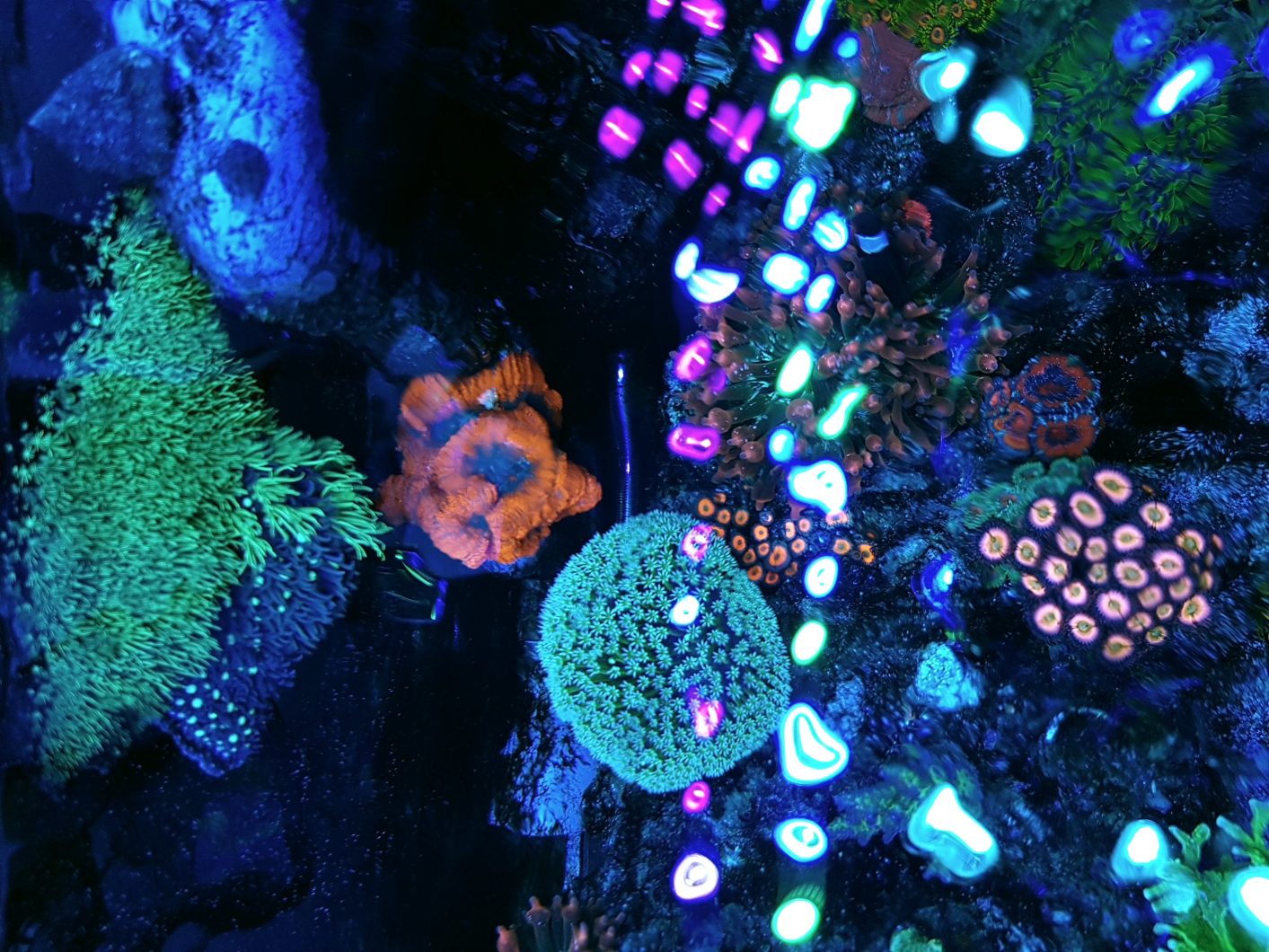 reef tank best led lighting