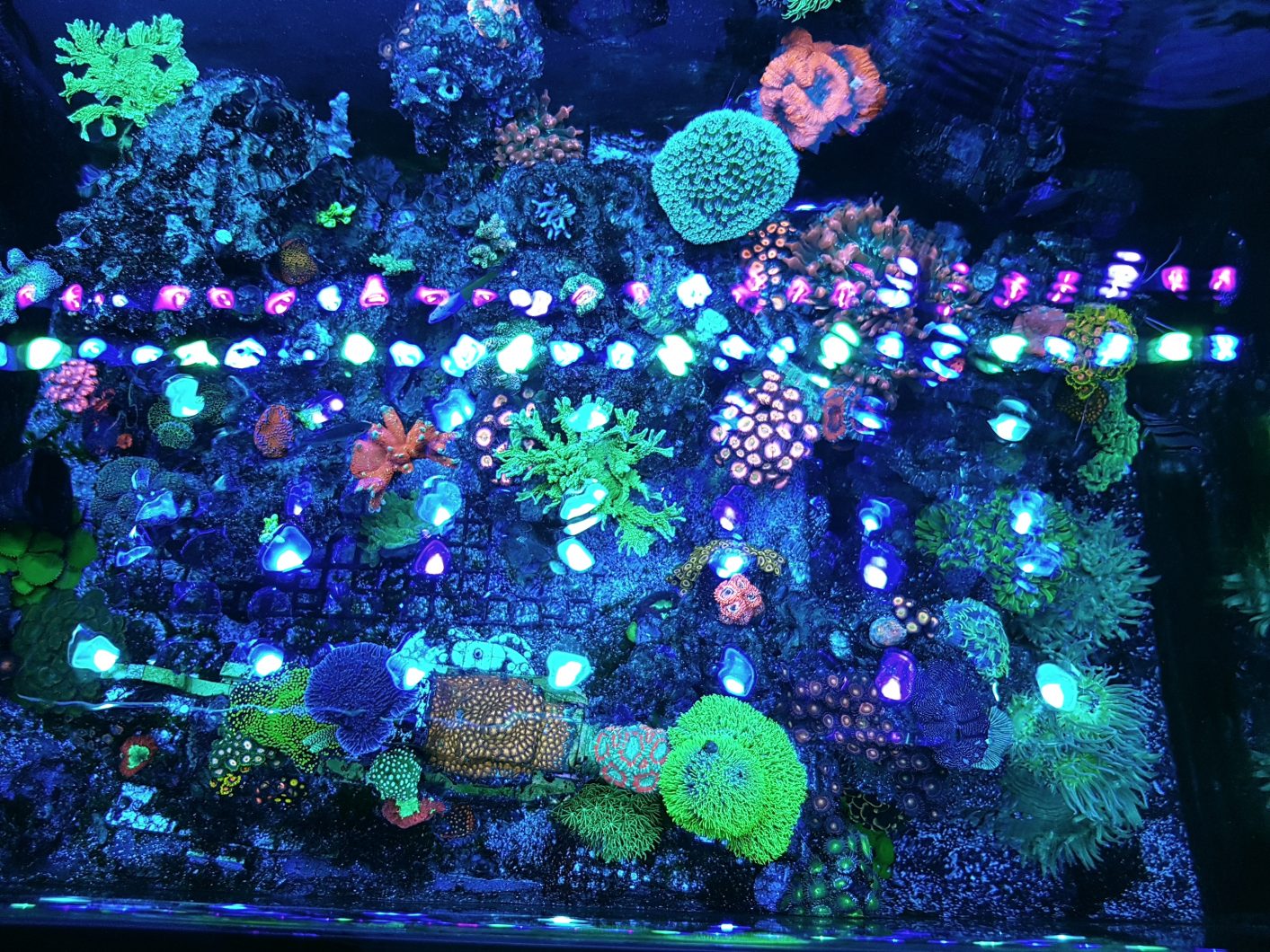 best aquarium light solution