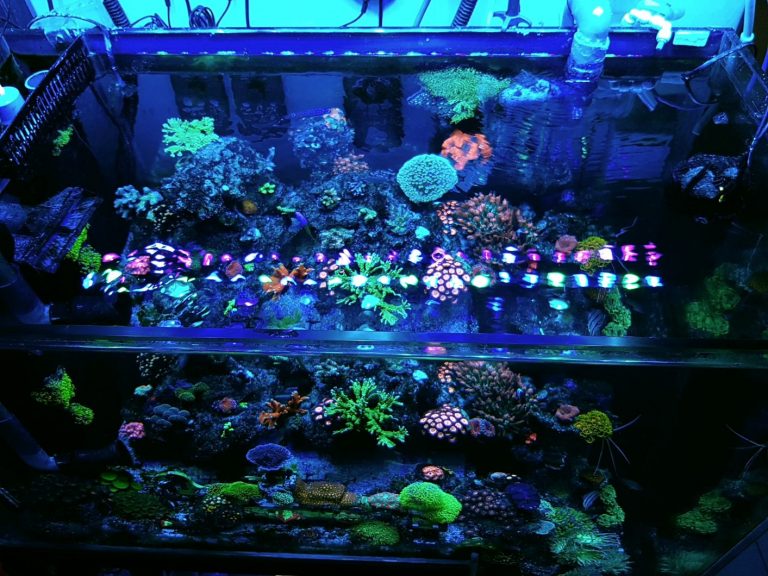 LED light for saltwater tank