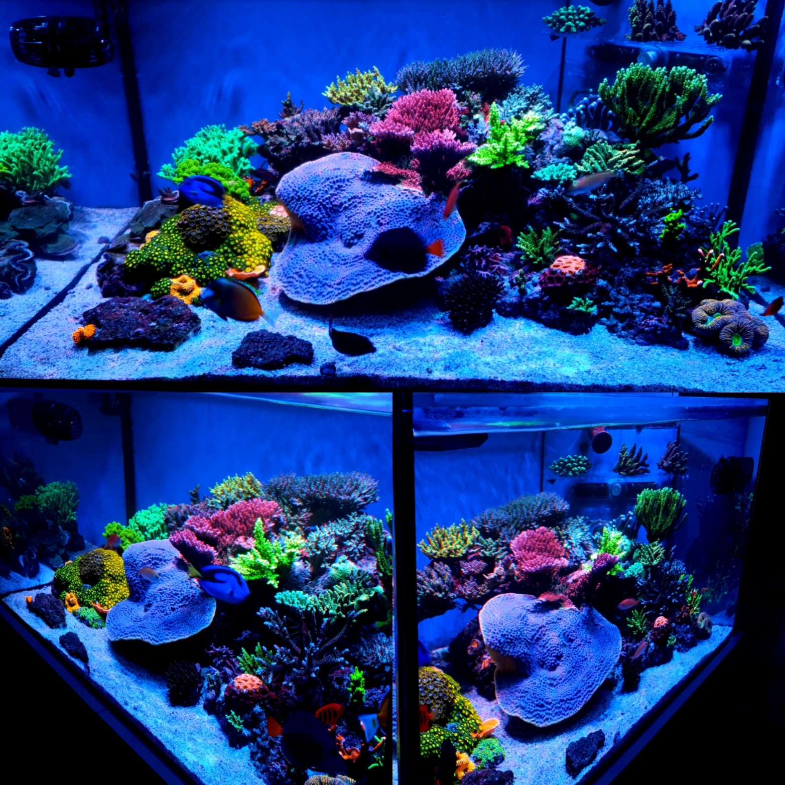 Cor pop coral com barra LED Orphek OR3 Blue Plus • Orphek