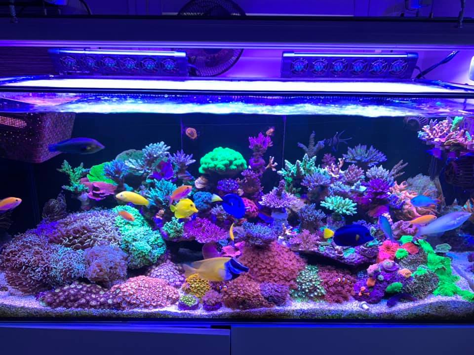 Orphek OR3 LED Bars over reef tank