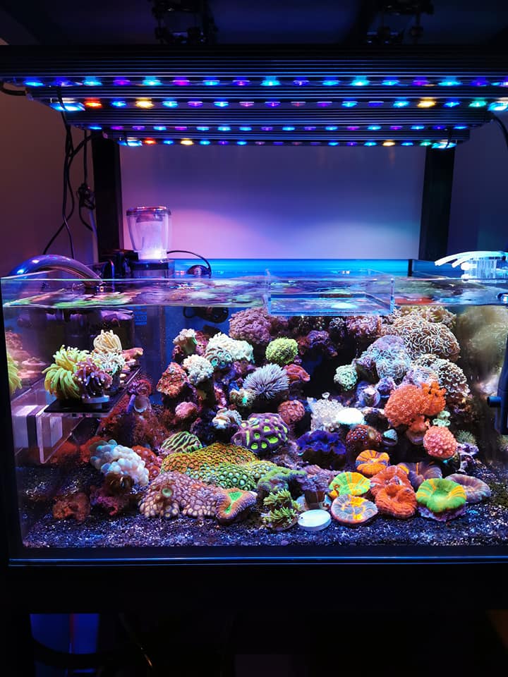 OR3 Blue Plus Reef Aquarium LED Showcase•Orphek