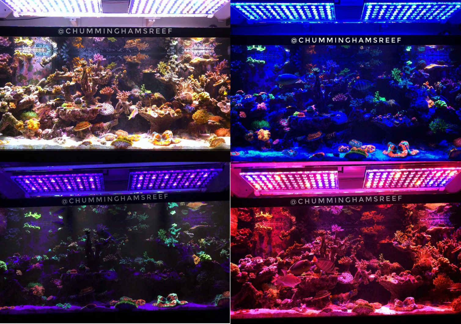 het breedste spectrum van aquariumverlichting