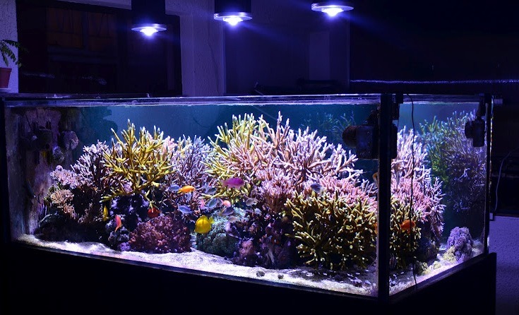 LED aquarium corail