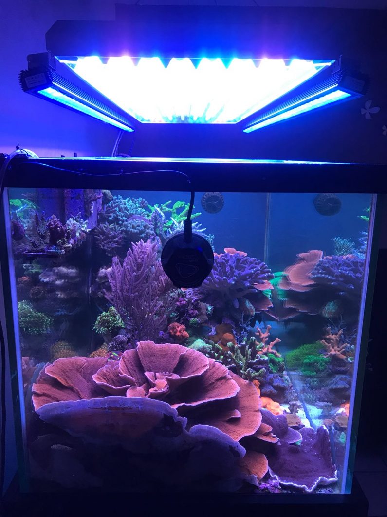 Lada verhoging kabel Orphek Reef OR 120 blauwe luchtbalk LED-verlichting met ATI T5 • Orphek