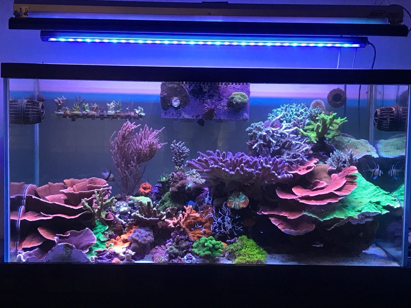 Eclairage aquarium : led, t5, t8, lampe éco, HQI, HQL