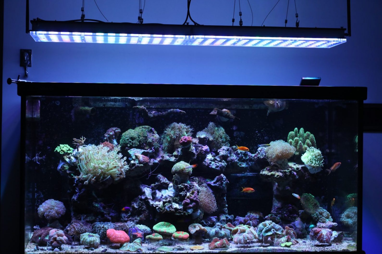 led lighting for beautiful coral kingdom 