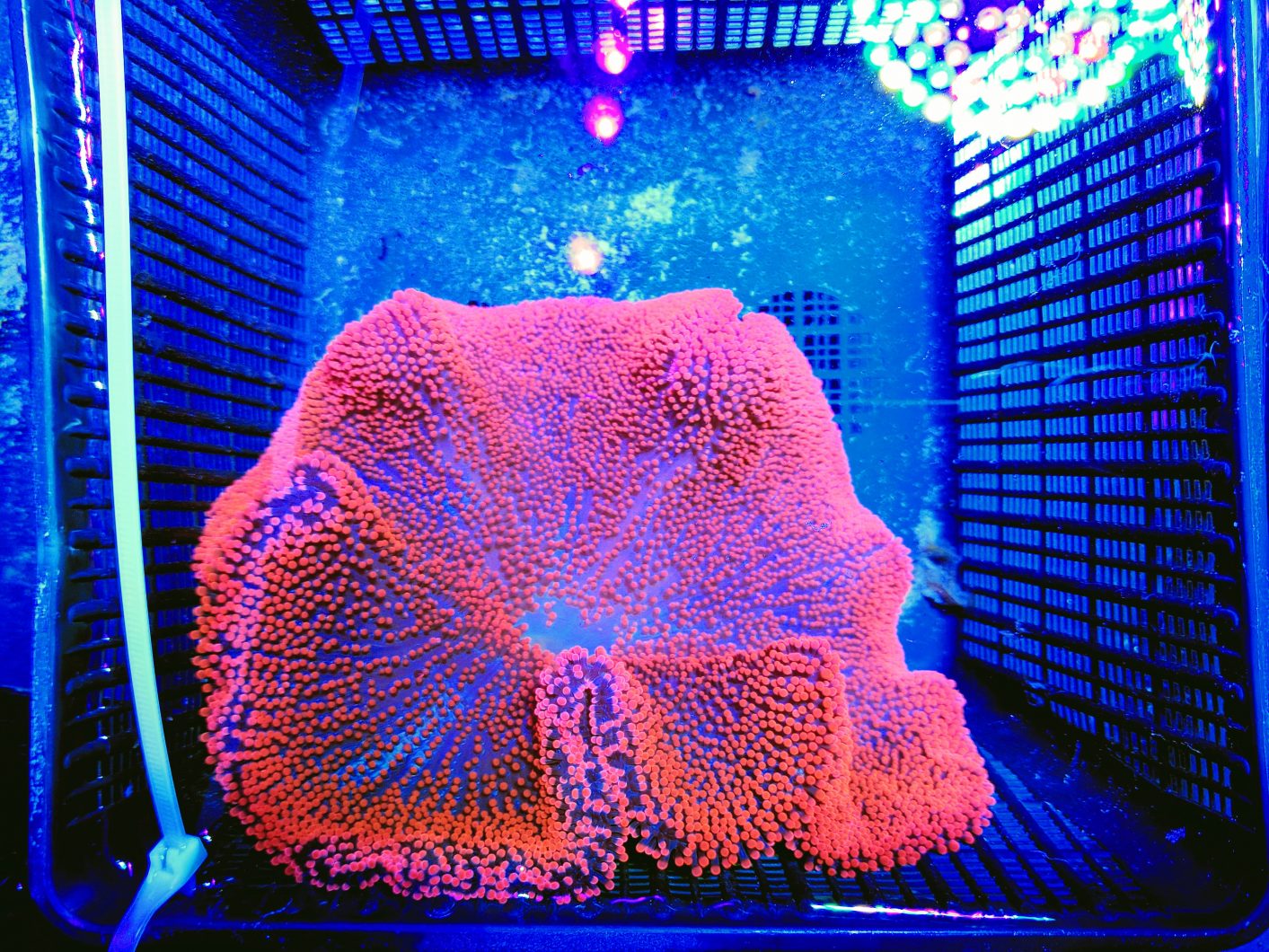 червоний красивий корал рифового бака