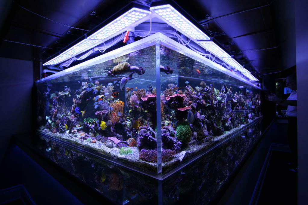 meilleur éclairage LED d'aquarium de récif