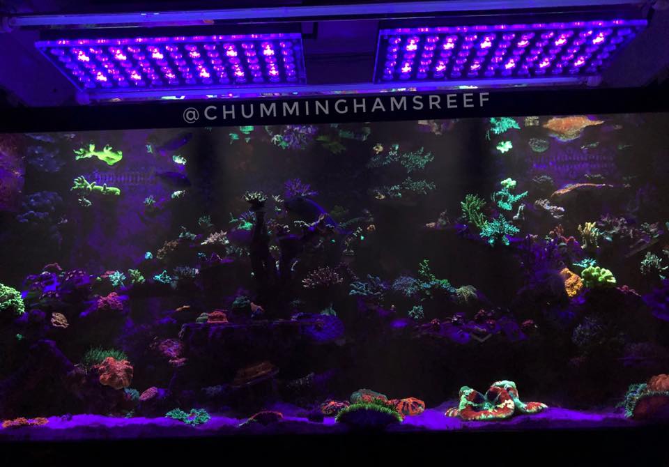 amazing reef tank lighting