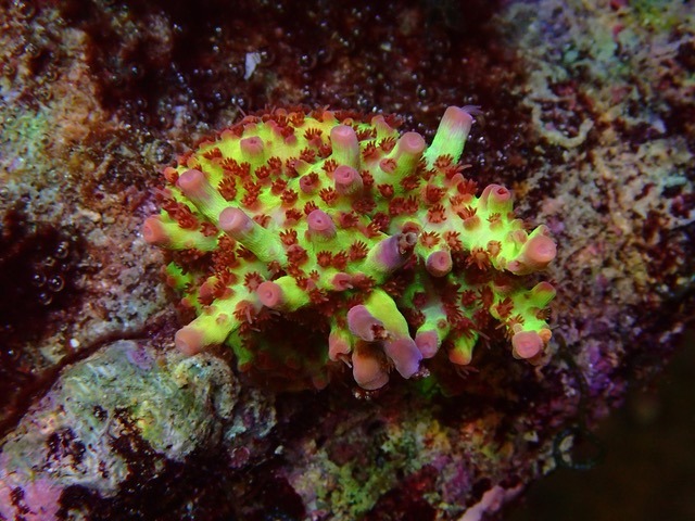 красивый аквариум с коралловым рифом