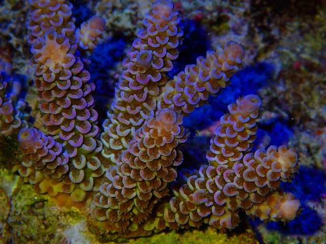 najlepsze oświetlenie koralowe