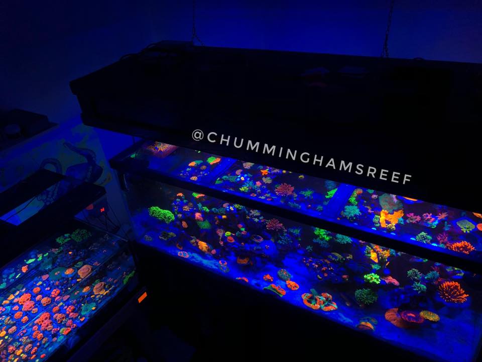 récif aquarium coraux ligting 2020