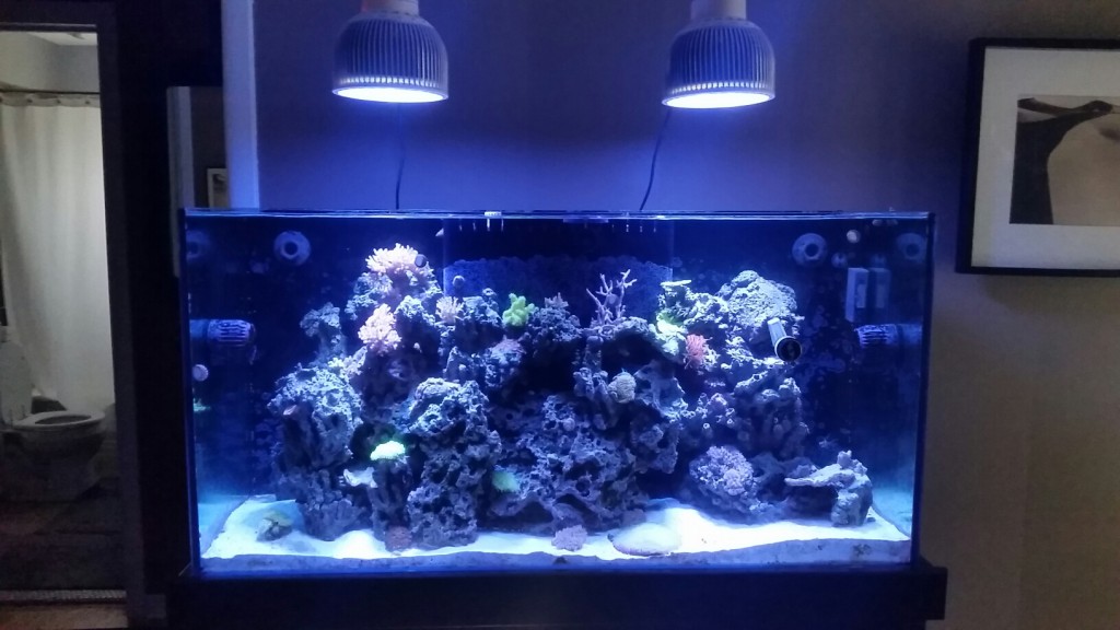 meilleures lumières LED pour coral pop