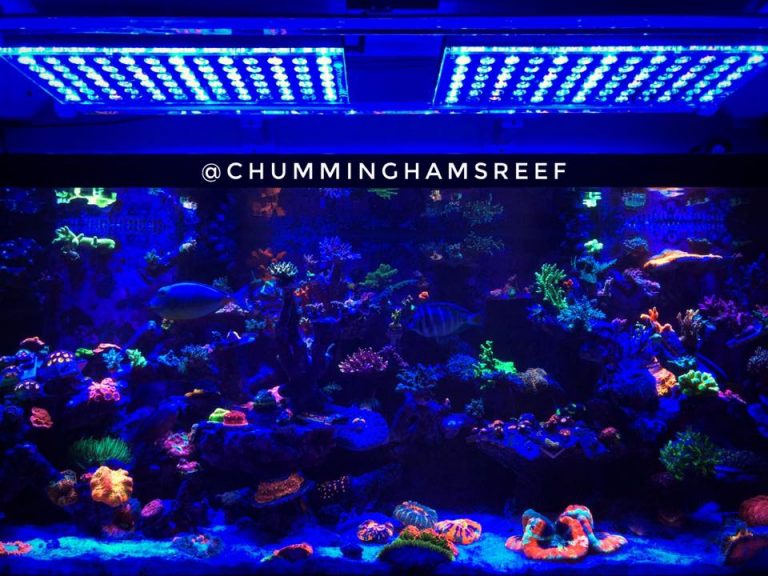 best LED reef aquarium lighting 2020