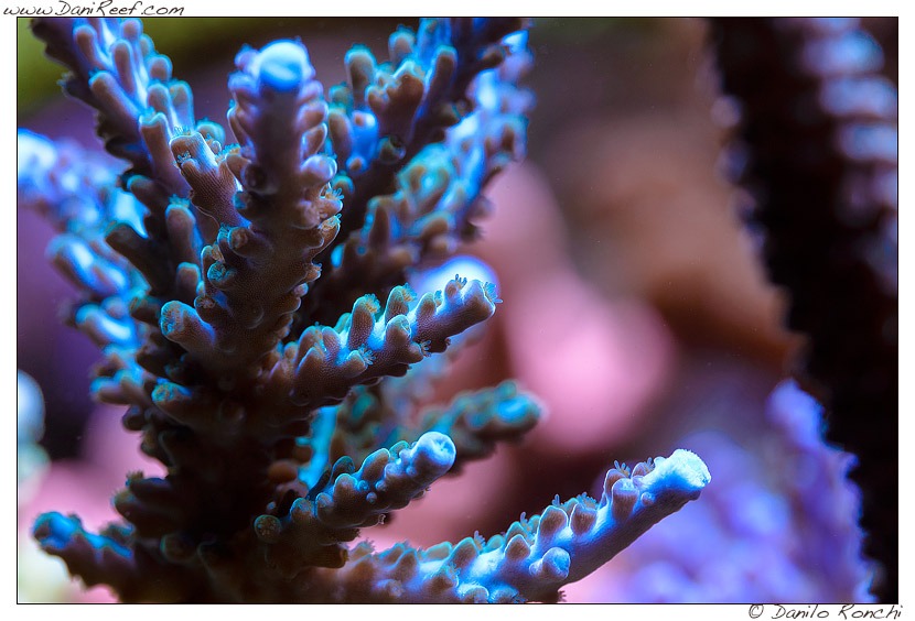 pencahayaan yang diketuai pertumbuhan karang terbaik