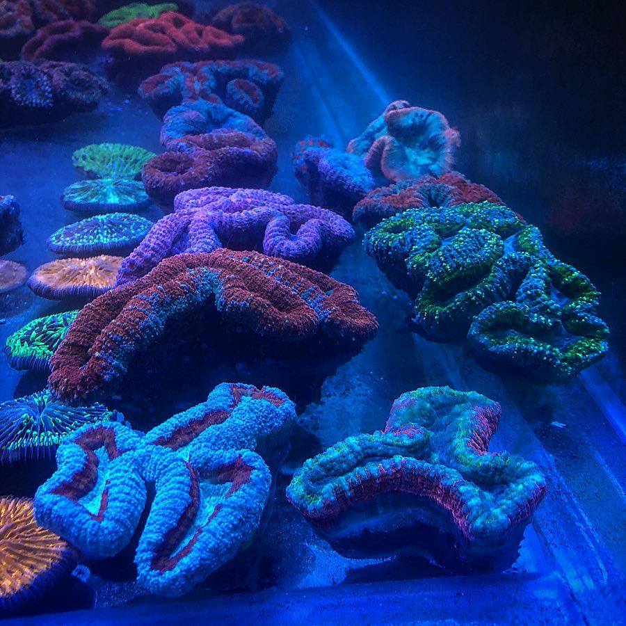 illuminazione pop corallo acquario d'acqua salata