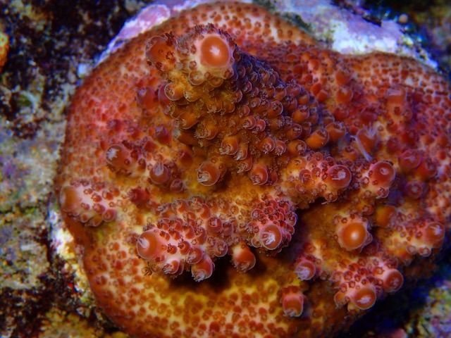 corais coloridos do aquário do recife