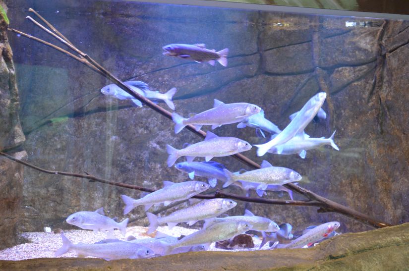 pencahayaan akuarium umum tangki ikan orphek
