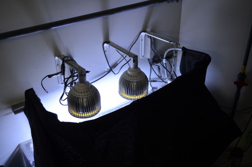 offentligt akvarium LED-belysning Orphek