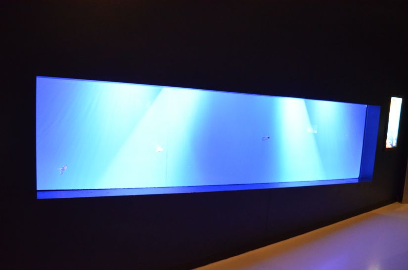 offentligt akvarium LED-lys orphek