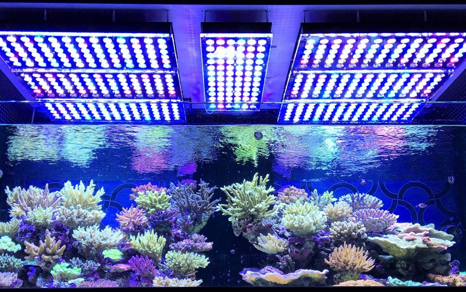 LED karang terbaik atlantik v4