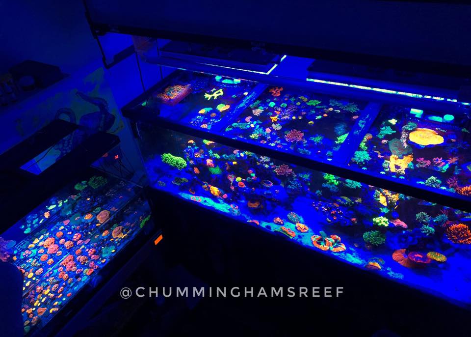 hermosa iluminación de crecimiento de coral