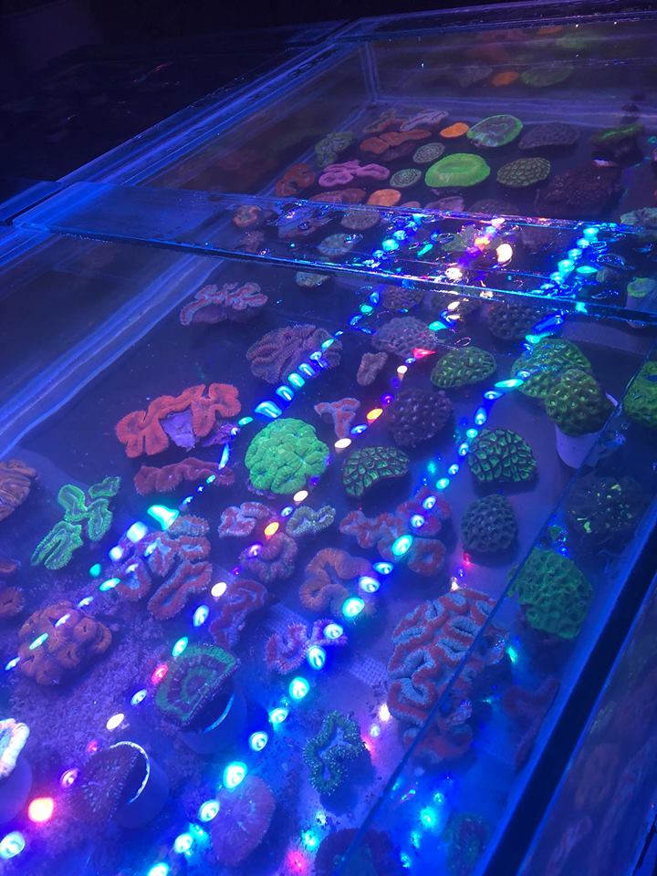 meilleur bar LED pour aquarium récifal