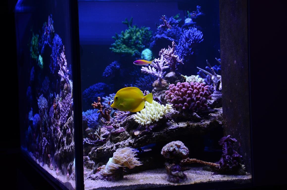 SPS LPS水族馆LED照明