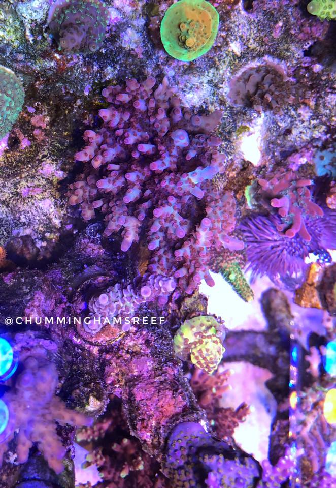 top coral growth aquarium lighting 2020